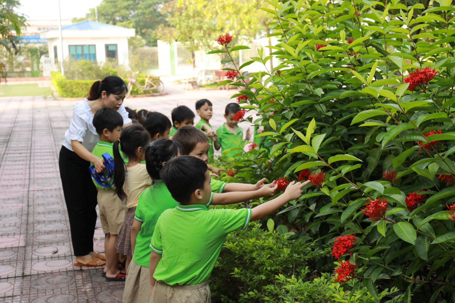 Trường MN Tam Hưng B, Huyện Thanh Oai Trẻ HĐNT quan sát cây hoa mẫu đơn 9261